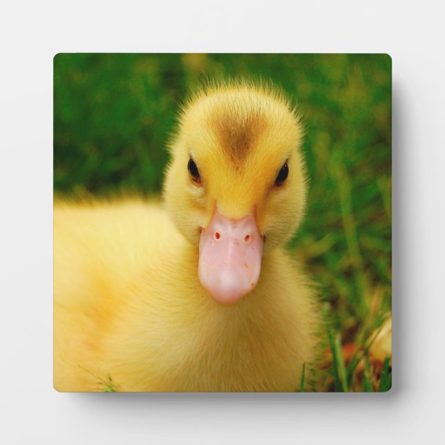 A Tiny Duckling Plaque (Front)