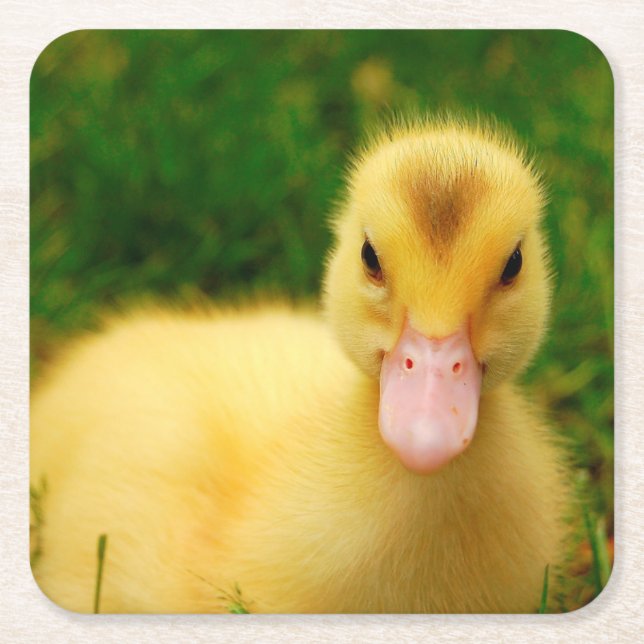 A Tiny Duckling Square Paper Coaster (Front)