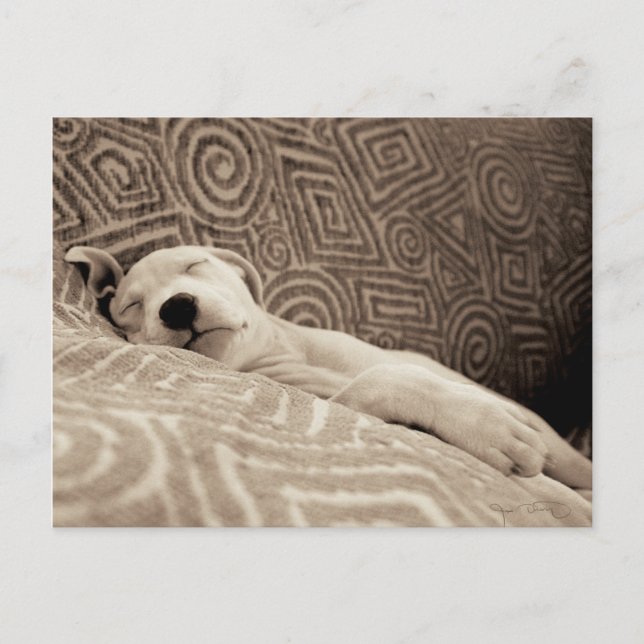 A Tired Dog Postcard (Front)