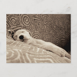 A Tired Dog Postcard
