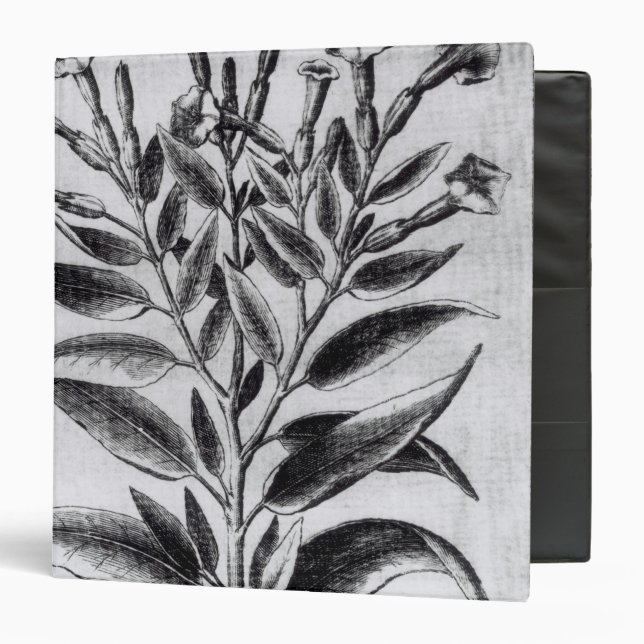 A Tobacco Plant, 1622 Binder (Front/Inside)