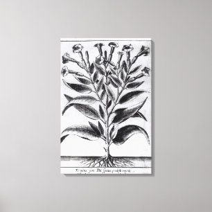 A Tobacco Plant, 1622 Canvas Print