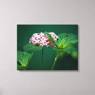 A Touch of Pink in the Green Canvas Print