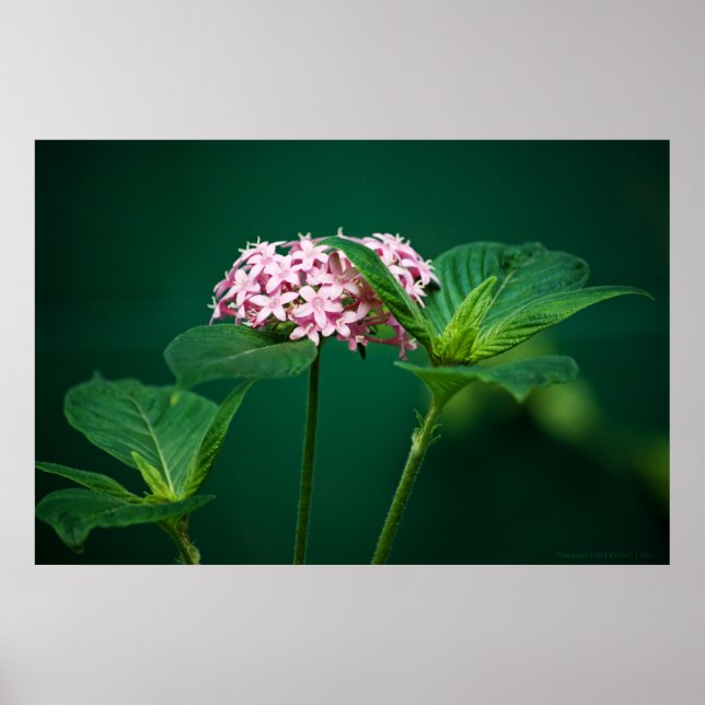 A Touch of Pink in the Green Print (Front)