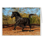 A travers les feuilles d'automne