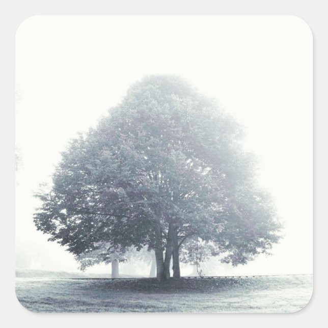 A Tree in Fog Square Sticker (Front)