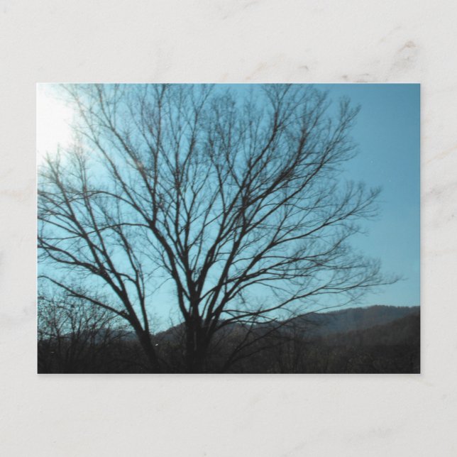 A Tree Postcard (Front)