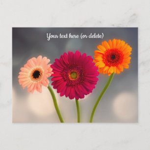 A Trio of Gerberas Postcard