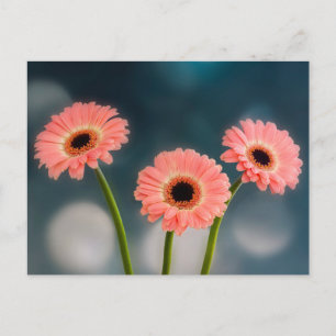A Trio of Pink Gerberas Postcard