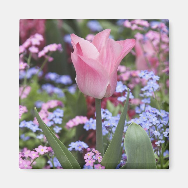 A tulip at Luxembourg Gardens, Paris, France Magnet (Front)