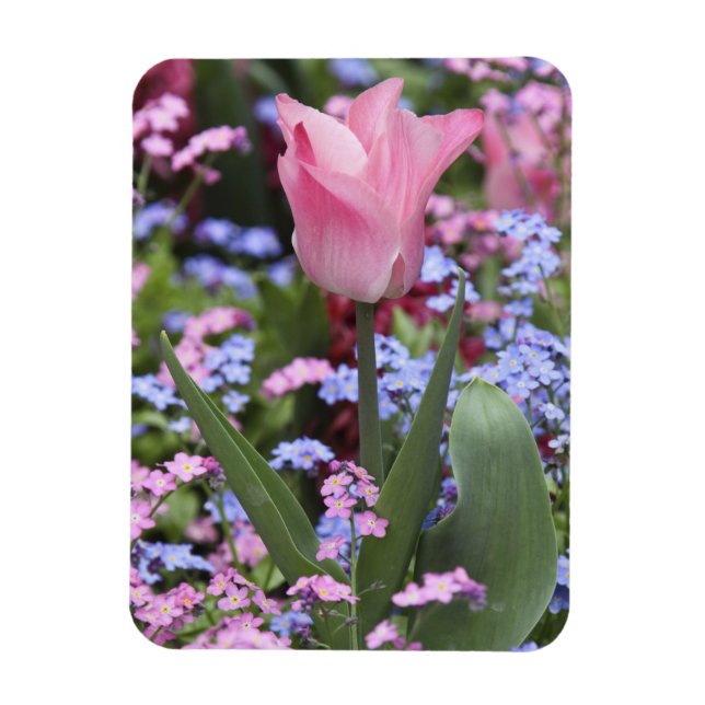 A tulip at Luxembourg Gardens, Paris, France Magnet (Vertical)