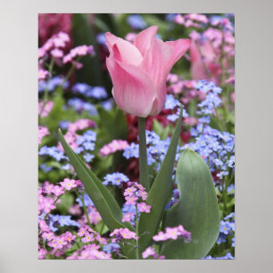 A tulip at Luxembourg Gardens, Paris, France Poster