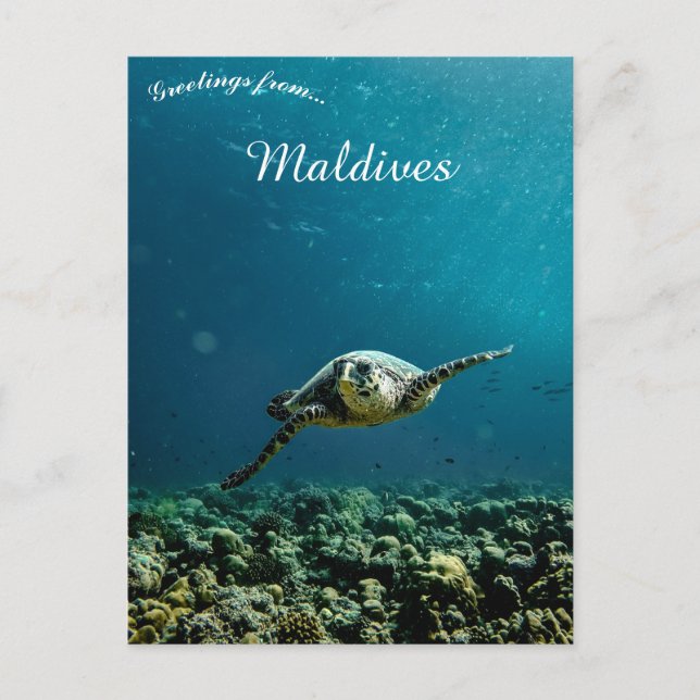 A Turtle Near the Maldives Postcard (Front)
