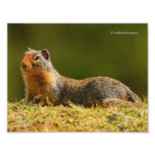 A Twitchy-Nosed Columbian Ground Squirrel Photo Print