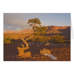 A Utah Juniper Juniperus osteosperma) tree in