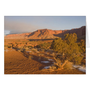 A Utah Juniper Juniperus osteosperma) tree in 2