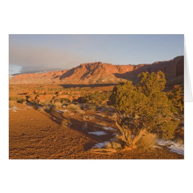 A Utah Juniper Juniperus osteosperma) tree in 2 (Front Horizontal)