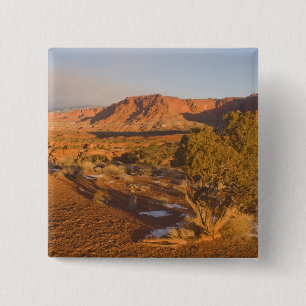 A Utah Juniper Juniperus osteosperma) tree in 2 Inch Square Button