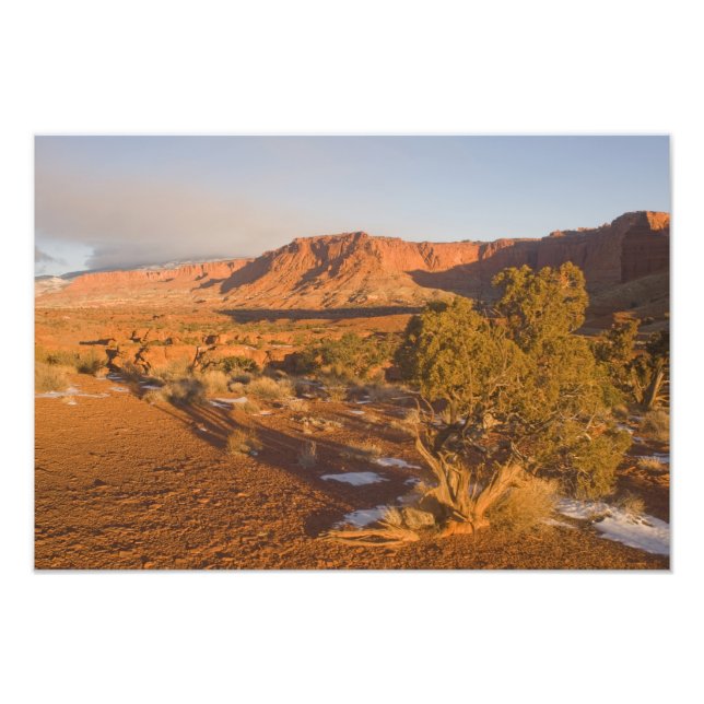A Utah Juniper Juniperus osteosperma) tree in 2 Photo Print (Front)