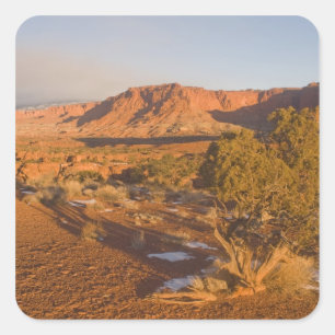 A Utah Juniper Juniperus osteosperma) tree in 2 Square Sticker