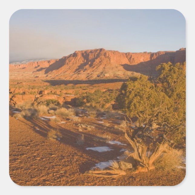 A Utah Juniper Juniperus osteosperma) tree in 2 Square Sticker (Front)