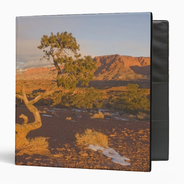 A Utah Juniper Juniperus osteosperma) tree in Binder (Front/Inside)