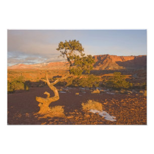 A Utah Juniper Juniperus osteosperma) tree in Photo Print