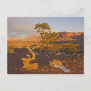 A Utah Juniper Juniperus osteosperma) tree in Postcard