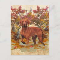 A versatile aristocrat in the Hungarian Vizsla