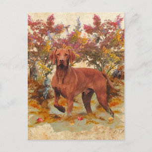 A versatile aristocrat in the Hungarian Vizsla Holiday Postcard