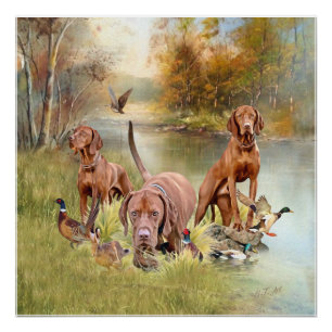 A versatile aristocrat in the Hungarian Vizsla Poster