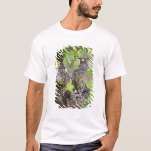 A very old vine in the Clos de l'Echo vineyard T-Shirt