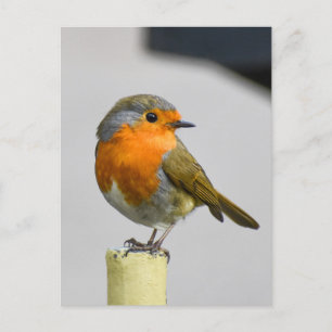 A Very Stunning Robin  Postcard