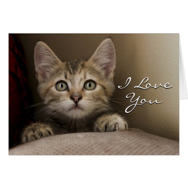 A Very Sweet Tabby Kitten (Front Horizontal)