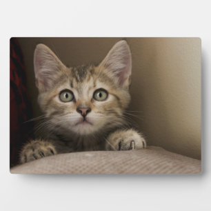 A Very Sweet Tabby Kitten Plaque