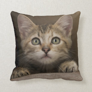 A Very Sweet Tabby Kitten Throw Pillow