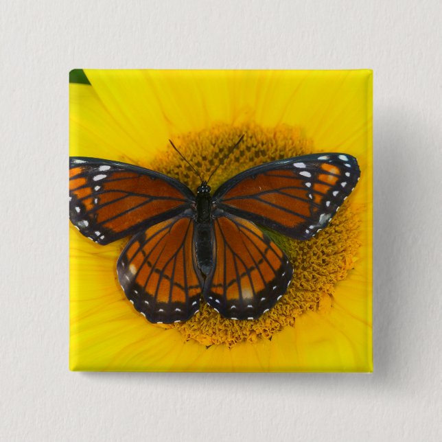 A Viceroy Butterfly | Limenitis Archippus 2 Inch Square Button (Front)