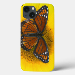 A Viceroy Butterfly   Limenitis Archippus iPhone 13 Case