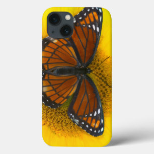 A Viceroy Butterfly   Limenitis Archippus iPhone 13 Case