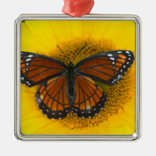 A Viceroy Butterfly   Limenitis Archippus Metal Ornament