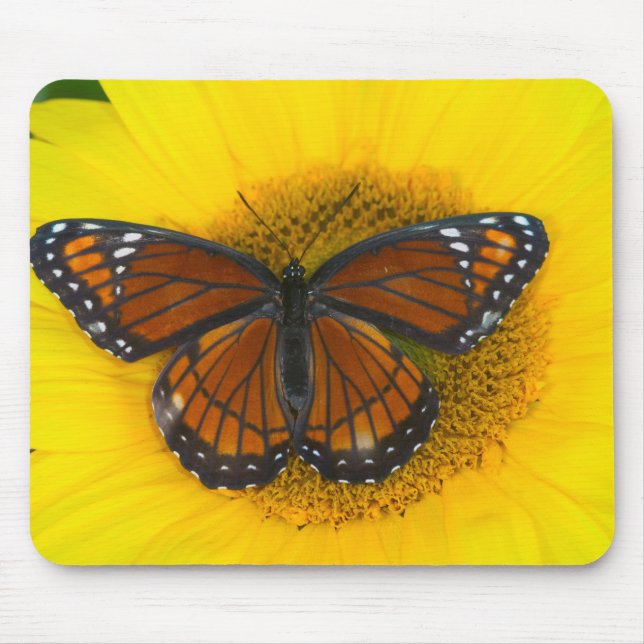A Viceroy Butterfly | Limenitis Archippus Mouse Pad (Front)