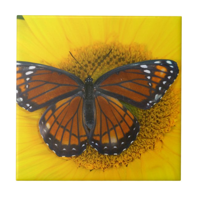 A Viceroy Butterfly | Limenitis Archippus Tile (Front)