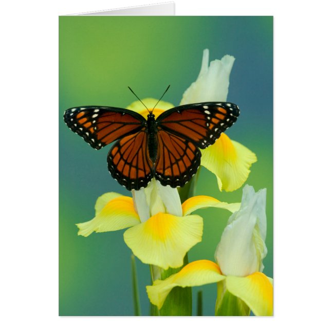 A Viceroy Butterfly on a Yellow Japanese Iris (Front)