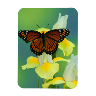 A Viceroy Butterfly on a Yellow Japanese Iris Magnet
