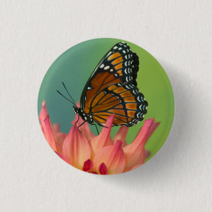 A Viceroy Butterfly on a Zinnia 1 Inch Round Button