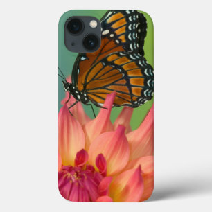 A Viceroy Butterfly on a Zinnia iPhone 13 Case