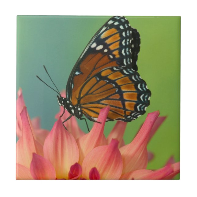 A Viceroy Butterfly on a Zinnia Tile (Front)