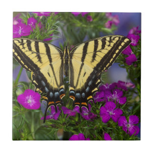 A Viceroy Butterfly on Dark Pink Flowers Tile
