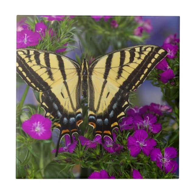 A Viceroy Butterfly on Dark Pink Flowers Tile (Front)