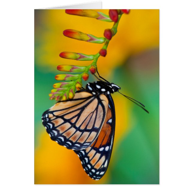 A Viceroy Butterfly on Flowers (Front)